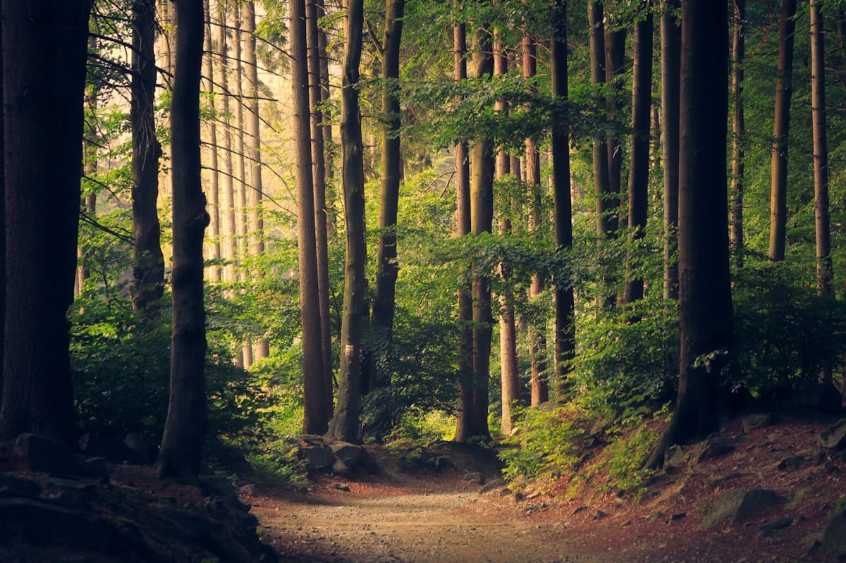 A peaceful forest path